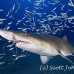 shark_tiger_sand_spar_h_0095_nca0102.jpg